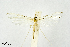  (Hellinsia argutus - PTER-CG-0018)  @11 [ ] Copyright (2010) Unspecified Research Collection of Ceed Gielis