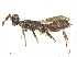  ( - BIOUG56230-F06)  @11 [ ] CreativeCommons - Attribution Share - Alike (2025) CBG Photography Group Centre for Biodiversity Genomics