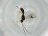  (Heterospilus Malaise6024 - BIOUG64956-H09)  @11 [ ] CreativeCommons - Attribution (2021) Centre for Biodiversity Genomics Centre for Biodiversity Genomics