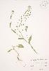  ( - JAG 0460)  @11 [ ] Copyright (2009) Unspecified University of Guelph BIO Herbarium