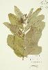  ( - JAG 0002)  @11 [ ] Copyright (2009) Unspecified University of Guelph BIO Herbarium
