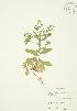  ( - JAG 0122)  @11 [ ] Copyright (2009) Unspecified University of Guelph BIO Herbarium