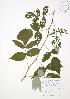  ( - JAG 0154)  @11 [ ] Copyright (2009) Unspecified University of Guelph BIO Herbarium