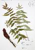 ( - JAG 0153)  @11 [ ] Copyright (2009) Unspecified University of Guelph BIO Herbarium