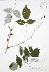  ( - JAG 0154)  @11 [ ] Copyright (2009) Unspecified University of Guelph BIO Herbarium