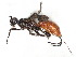  (Odontobracon Malaise2212 - BIOUG55291-E03)  @14 [ ] CreativeCommons - Attribution (2020) CBG Photography Group Centre for Biodiversity Genomics