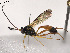  ( - BIOUG59921-G05)  @11 [ ] CreativeCommons - Attribution (2021) CBG Photography Group Centre for Biodiversity Genomics