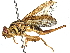  (Anastrepha avispa - BIOUG62338-C05)  @15 [ ] CreativeCommons - Attribution (2022) CBG Photography Group Centre for Biodiversity Genomics