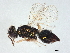  ( - BIOUG62757-C11)  @11 [ ] CreativeCommons - Attribution (2022) CBG Photography Group Centre for Biodiversity Genomics
