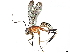 (Diradops Malaise1721 - BIOUG62340-E04)  @11 [ ] CreativeCommons - Attribution (2022) CBG Photography Group Centre for Biodiversity Genomics