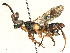  ( - BIOUG62317-B08)  @11 [ ] CreativeCommons - Attribution Share - Alike (2025) CBG Photography Group Centre for Biodiversity Genomics