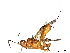  (Capitonius Malaise4394 - BIOUG62703-B02)  @11 [ ] CreativeCommons - Attribution (2022) CBG Photography Group Centre for Biodiversity Genomics