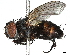  ( - BIOUG62705-B06)  @11 [ ] CreativeCommons - Attribution (2022) CBG Photography Group Centre for Biodiversity Genomics