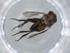  (Siphona Malaise8840 - BIOUG64579-C01)  @11 [ ] CreativeCommons - Attribution (2021) Centre for Biodiversity Genomics Centre for Biodiversity Genomics