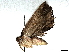  (elachMalaise01 Malaise4399 - BIOUG58124-C07)  @11 [ ] CreativeCommons - Attribution (2022) CBG Photography Group Centre for Biodiversity Genomics