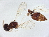  (Horismenus Malaise5926 - BIOUG56461-D05)  @11 [ ] CreativeCommons - Attribution (2022) CBG Photography Group Centre for Biodiversity Genomics