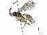  (Xorides Malaise5914 - BIOUG55326-G10)  @14 [ ] CreativeCommons - Attribution (2020) CBG Photography Group Centre for Biodiversity Genomics