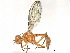  (Odontomera - BIOUG56554-A12)  @14 [ ] CreativeCommons - Attribution (2020) CBG Photography Group Centre for Biodiversity Genomics
