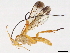  (Stantonia Malaise3498 - BIOUG55332-G07)  @14 [ ] CreativeCommons - Attribution (2020) CBG Photography Group Centre for Biodiversity Genomics