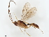  (Mesochorus unocuatrocinco - BIOUG55692-G01)  @11 [ ] CreativeCommons - Attribution (2021) CBG Photography Group Centre for Biodiversity Genomics