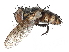  (Carcelia flavirostrisDHJ32 - BIOUG55347-H02)  @15 [ ] CreativeCommons - Attribution (2020) CBG Photography Group Centre for Biodiversity Genomics