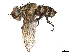  (Cryptomeigenia Janzen5340 - BIOUG55359-H02)  @15 [ ] CreativeCommons - Attribution (2020) CBG Photography Group Centre for Biodiversity Genomics