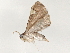  (Deuterophysa Malaise5141 - BIOUG55364-B01)  @13 [ ] CreativeCommons - Attribution (2020) CBG Photography Group Centre for Biodiversity Genomics