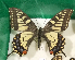  ( - NS_101)  @11 [ ] No Rights Reserved (2023) Nazar Shapoval Russian Academy of Sciences, Zoological Institute