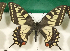 ( - NS_103)  @11 [ ] No Rights Reserved (2023) Nazar Shapoval Russian Academy of Sciences, Zoological Institute