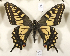  ( - NS_104)  @11 [ ] No Rights Reserved (2023) Nazar Shapoval Russian Academy of Sciences, Zoological Institute