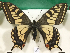  ( - NS_105)  @11 [ ] No Rights Reserved (2023) Nazar Shapoval Russian Academy of Sciences, Zoological Institute