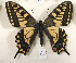  ( - NS_106)  @11 [ ] No Rights Reserved (2023) Nazar Shapoval Russian Academy of Sciences, Zoological Institute