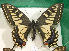  ( - NS_107)  @11 [ ] No Rights Reserved (2023) Nazar Shapoval Russian Academy of Sciences, Zoological Institute