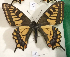  ( - NS_108)  @11 [ ] No Rights Reserved (2023) Nazar Shapoval Russian Academy of Sciences, Zoological Institute