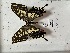  ( - PAP093)  @11 [ ] No Rights Reserved (2023) Nazar Shapoval Russian Academy of Sciences, Zoological Institute