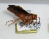  ( - PMAE0005)  @12 [ ] Unspecified (default): All Rights Reserved  Unspecified Unspecified