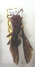 ( - PMAE0070)  @12 [ ] Unspecified (default): All Rights Reserved  Unspecified Unspecified
