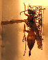  ( - PMAE0124)  @13 [ ] Unspecified (default): All Rights Reserved  Unspecified Unspecified