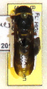  (Euodynerus hidalgo boreoorientalis - PMAE0287)  @12 [ ] Unspecified (default): All Rights Reserved  Unspecified Unspecified
