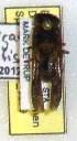  (Euodynerus castigatus - PMAE0289)  @12 [ ] Unspecified (default): All Rights Reserved  Unspecified Unspecified