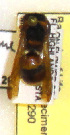  (Euodynerus sp. MB-G - PMAE0290)  @12 [ ] Unspecified (default): All Rights Reserved  Unspecified Unspecified