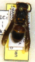  (Euodynerus boscii - PMAE0291)  @13 [ ] Unspecified (default): All Rights Reserved  Unspecified Unspecified