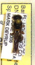  (Parancistrocerus salcularis - PMAE0303)  @12 [ ] Unspecified (default): All Rights Reserved  Unspecified Unspecified