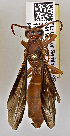  ( - PMAE0466)  @12 [ ] CreativeCommons - Attribution Non-Commercial Share-Alike (2015) Royal Alberta Museum Royal Alberta Museum