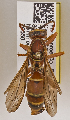 ( - PMAE0489)  @13 [ ] CreativeCommons - Attribution Non-Commercial Share-Alike (2015) Royal Alberta Museum Royal Alberta Museum