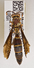  ( - PMAE0491)  @13 [ ] CreativeCommons - Attribution Non-Commercial Share-Alike (2015) Royal Alberta Museum Royal Alberta Museum