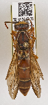  ( - PMAE0495)  @14 [ ] CreativeCommons - Attribution Non-Commercial Share-Alike (2015) Royal Alberta Museum Royal Alberta Museum