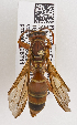  ( - PMAE0496)  @13 [ ] CreativeCommons - Attribution Non-Commercial Share-Alike (2015) Royal Alberta Museum Royal Alberta Museum