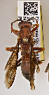  ( - PMAE0501)  @12 [ ] CreativeCommons - Attribution Non-Commercial Share-Alike (2015) Royal Alberta Museum Royal Alberta Museum