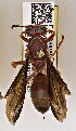  ( - PMAE0503)  @12 [ ] CreativeCommons - Attribution Non-Commercial Share-Alike (2015) Royal Alberta Museum Royal Alberta Museum